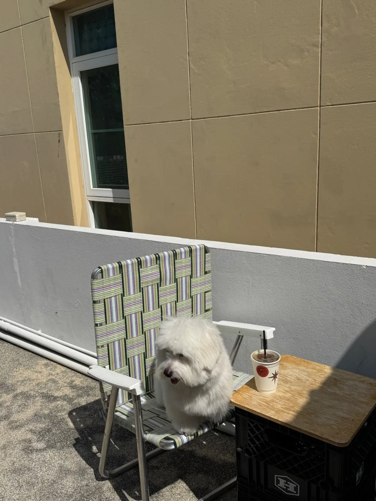 Waikiki Coffeewave pets image 1