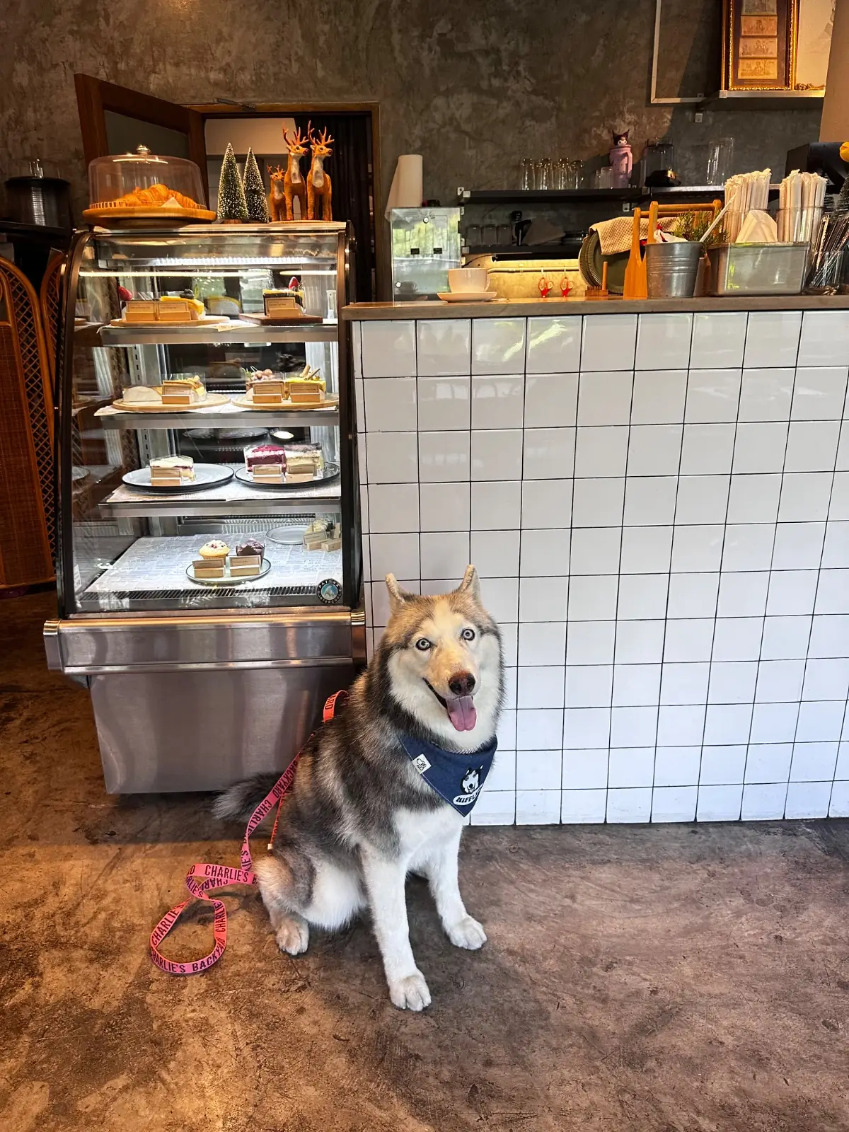 Poet House Cafe pets image 4