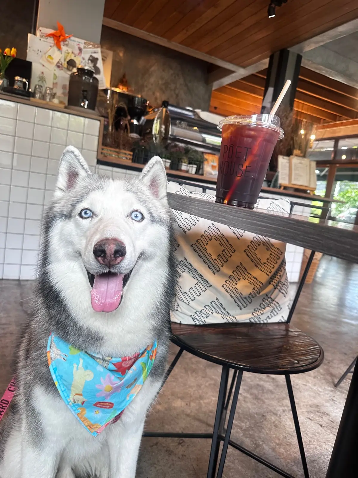 Poet House Cafe pets image 1