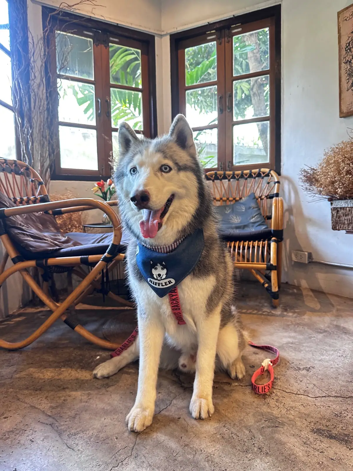 Poet House Cafe pets image 3