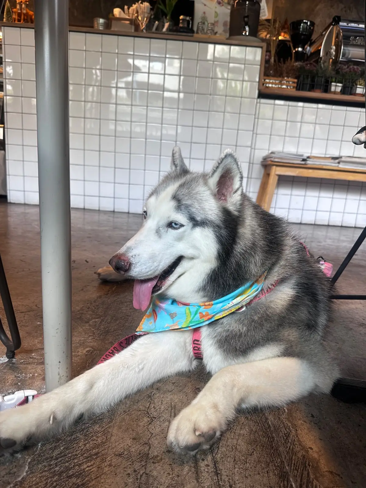 Poet House Cafe pets image 2