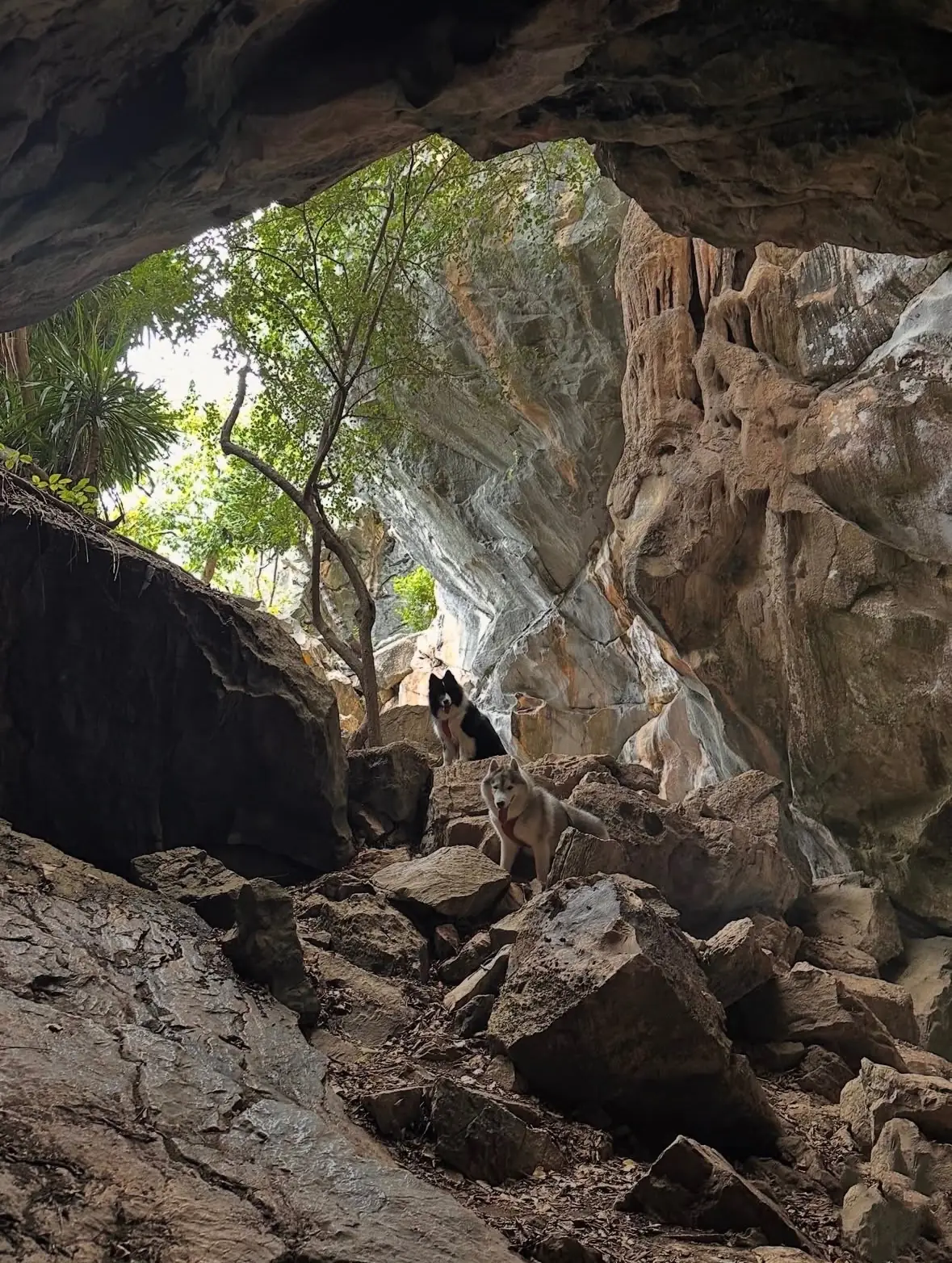 เขากะโหลก pets image 6