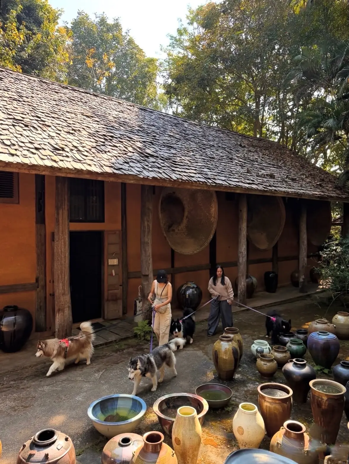 Doy Din Dang Pottery pets image 1