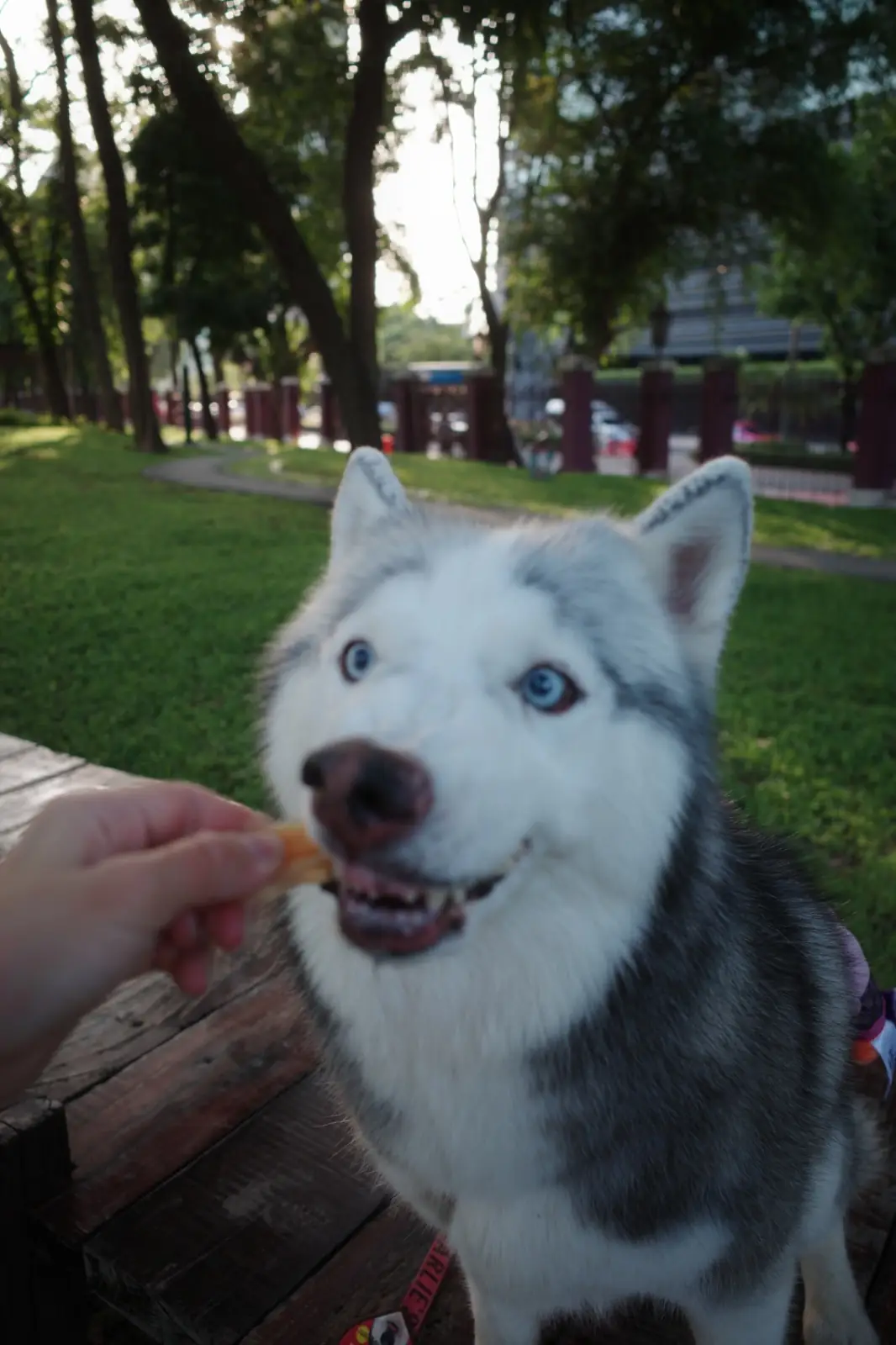 สะพานเขียว สวนป่าเบญจกิติ-สวนลุมพินี pets image 1