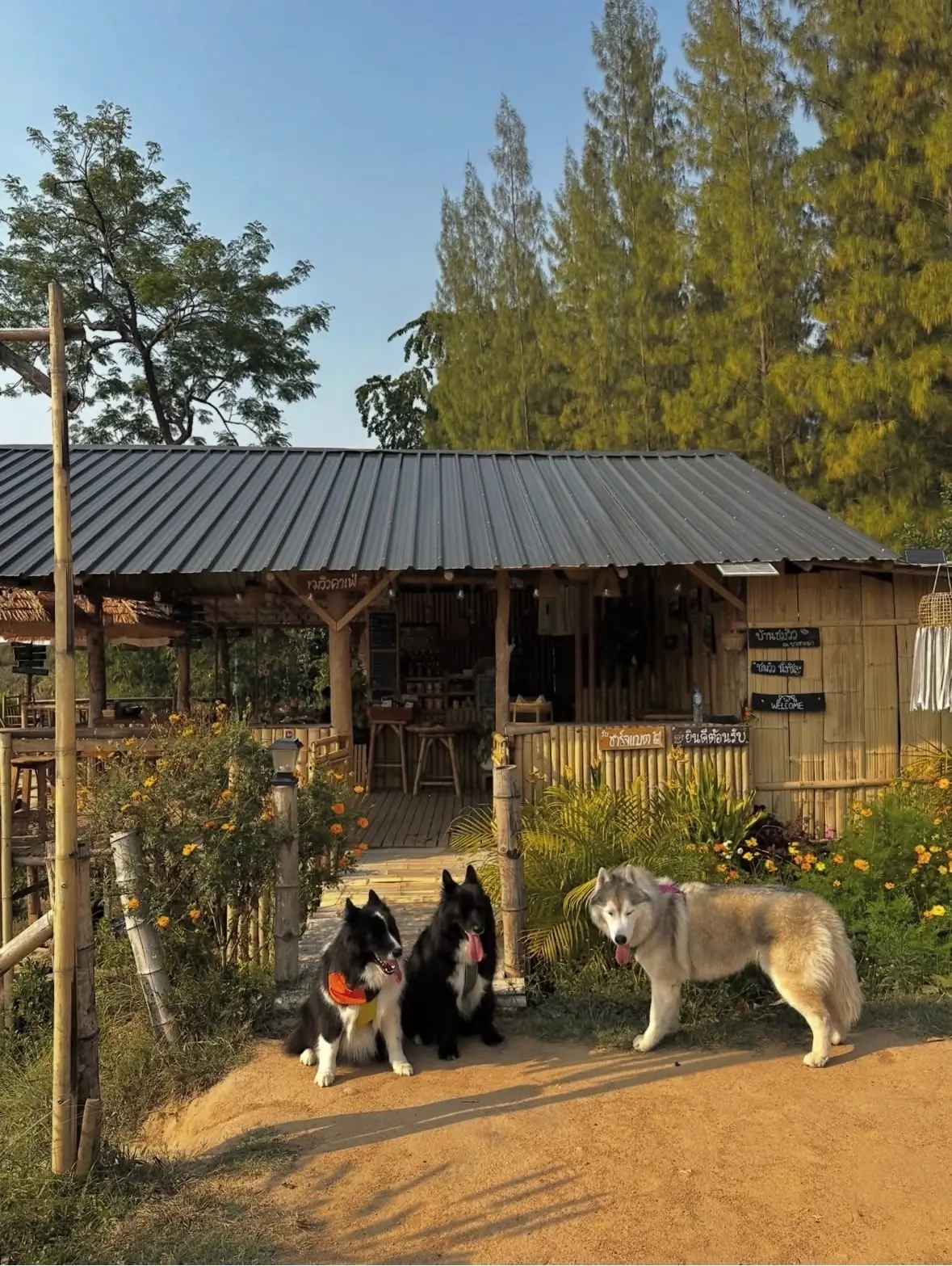 บ้านไม้ไผ่ บางกะม่า pets image 3