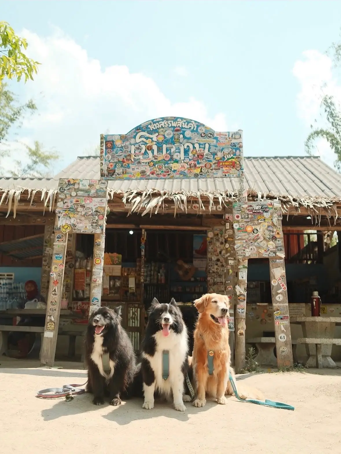 บ้านไม้ไผ่ บางกะม่า pets image 4