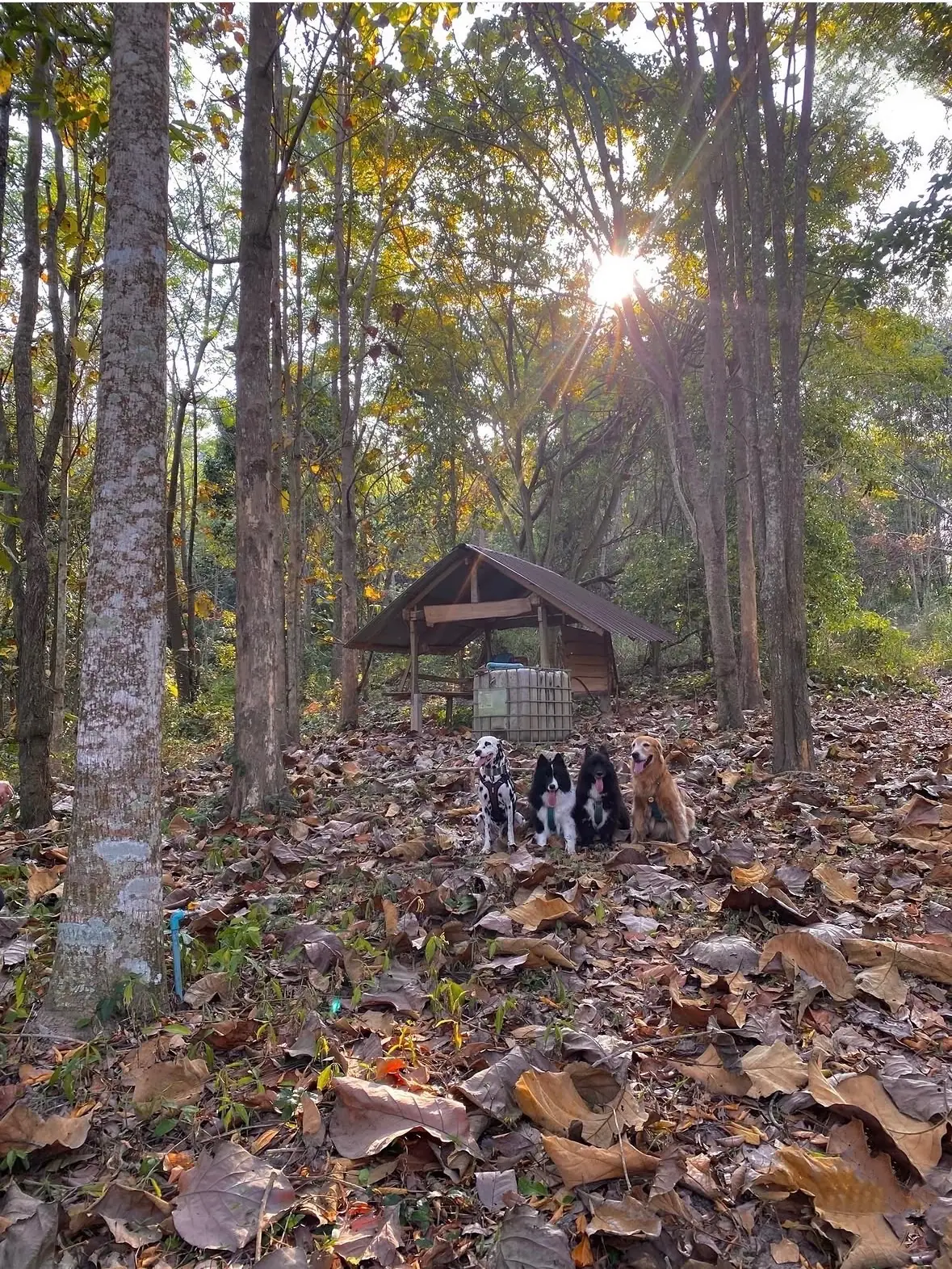 บ้านไม้ไผ่ บางกะม่า pets image 1