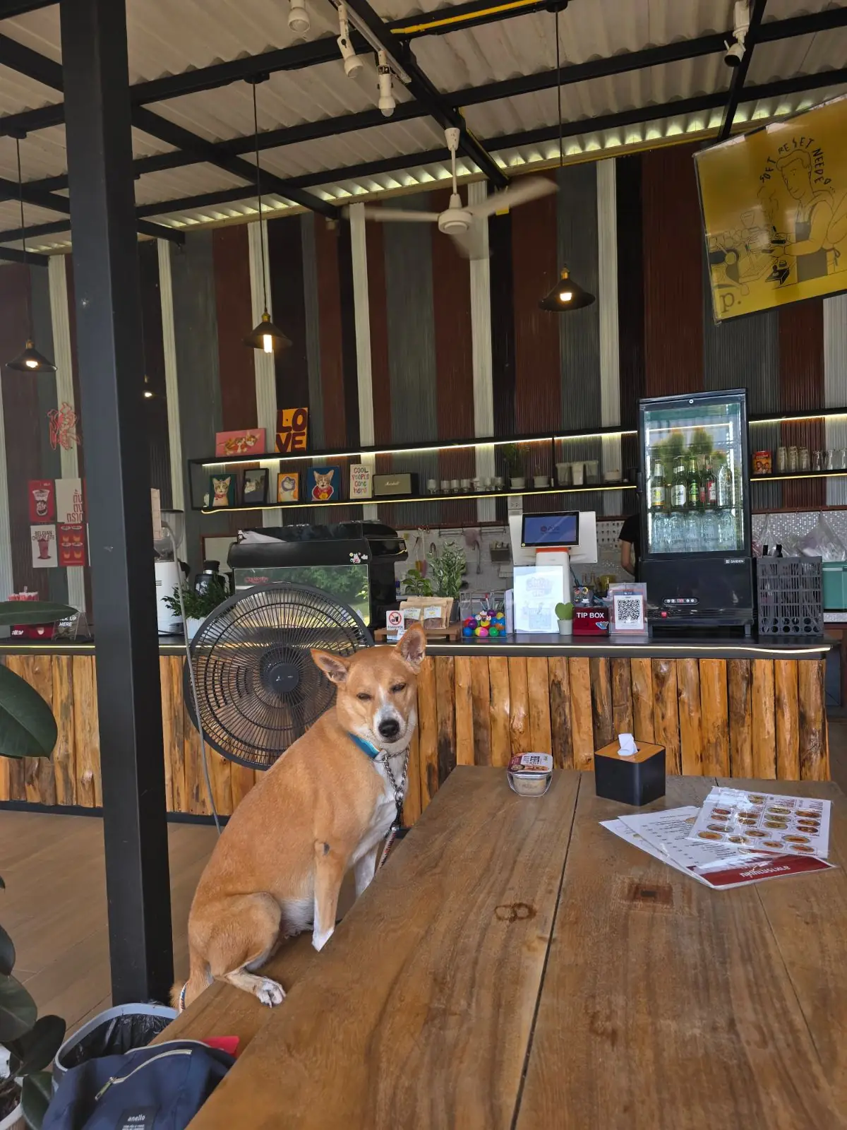 Tang Tong Trat pets image 2
