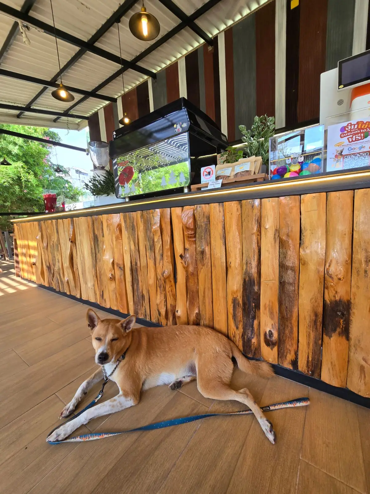 Tang Tong Trat pets image 1