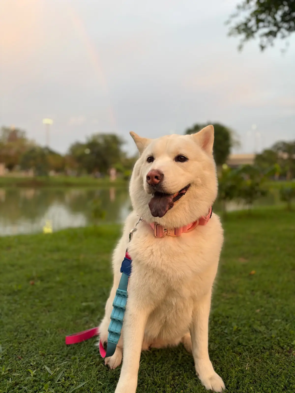 สวนสาธารณะวงแหวน-ถนนพุทธมณฑลสาย 2 pets image 1