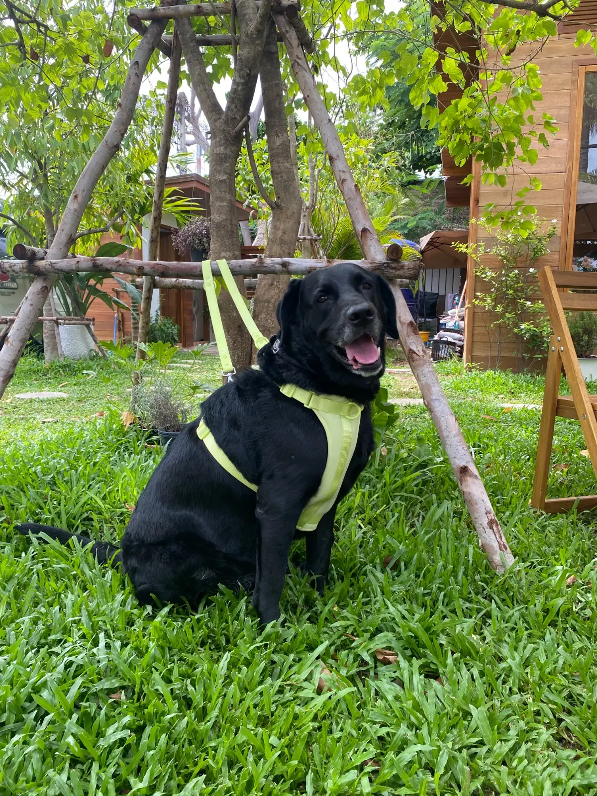 แปดโมงเช้า pets image 4