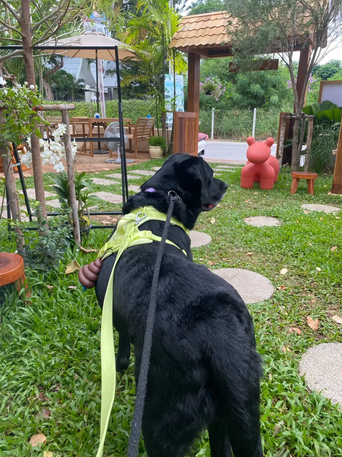 แปดโมงเช้า pets image 1