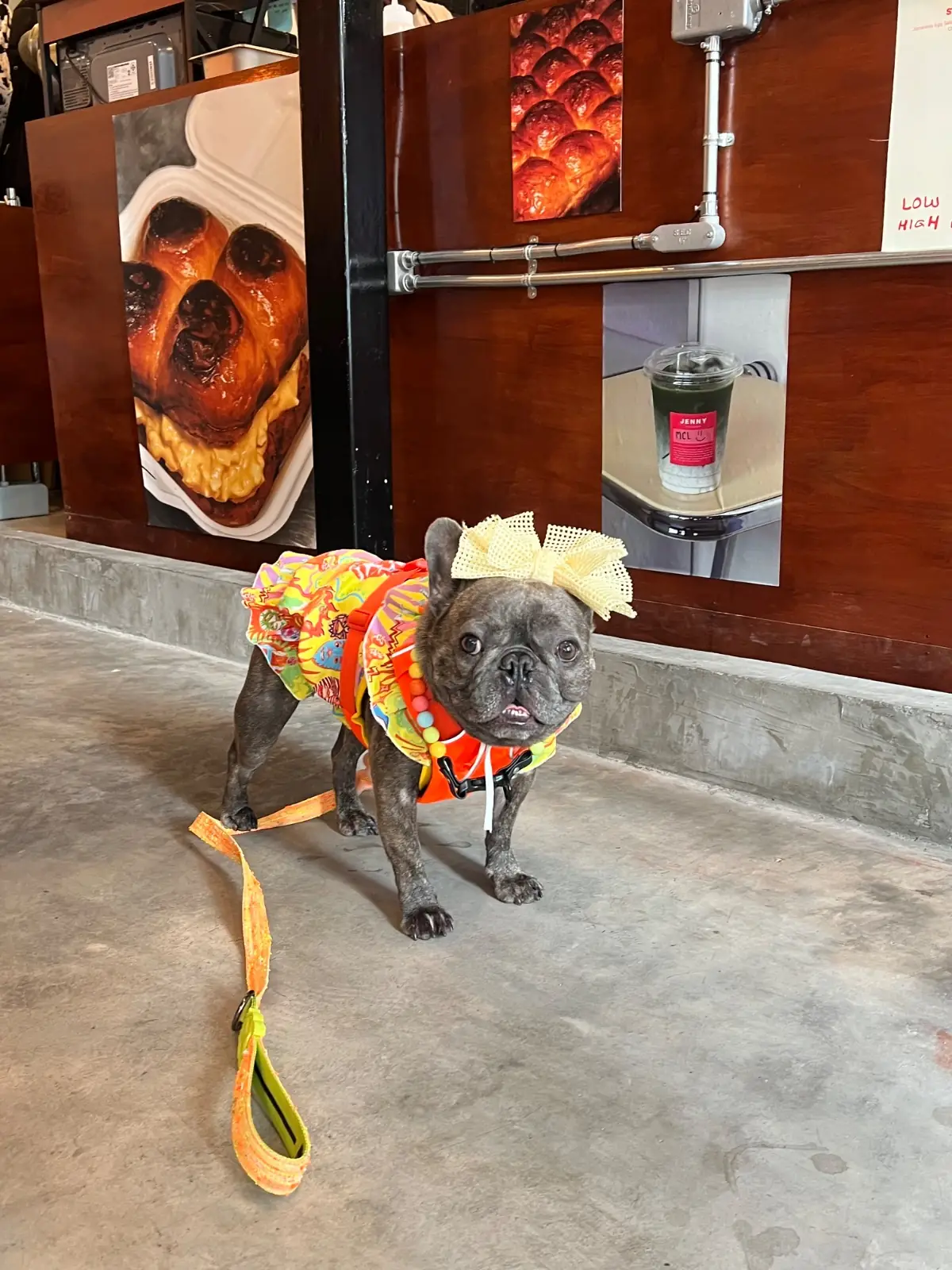 Jenny Strictly Sliders pets image 2