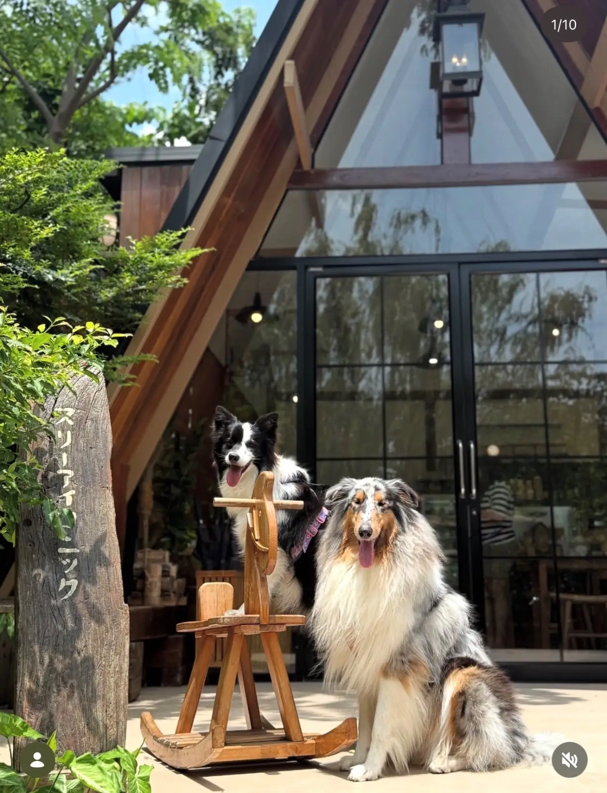 THREE ICONIC pets image 1