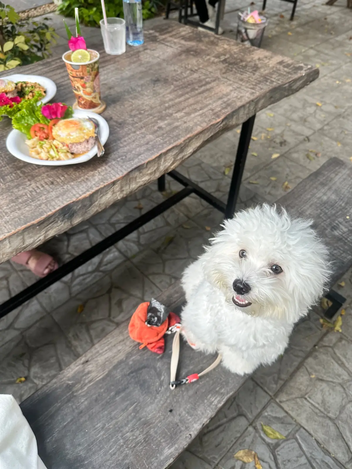 คำรัก Kamrak pets image 1