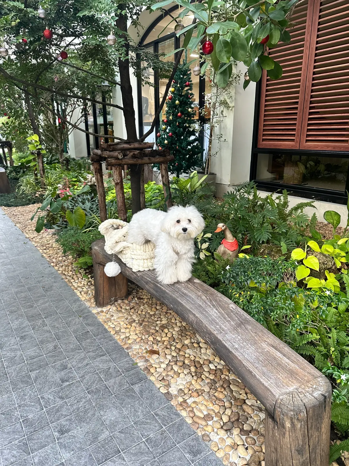 คำรัก Kamrak pets image 3