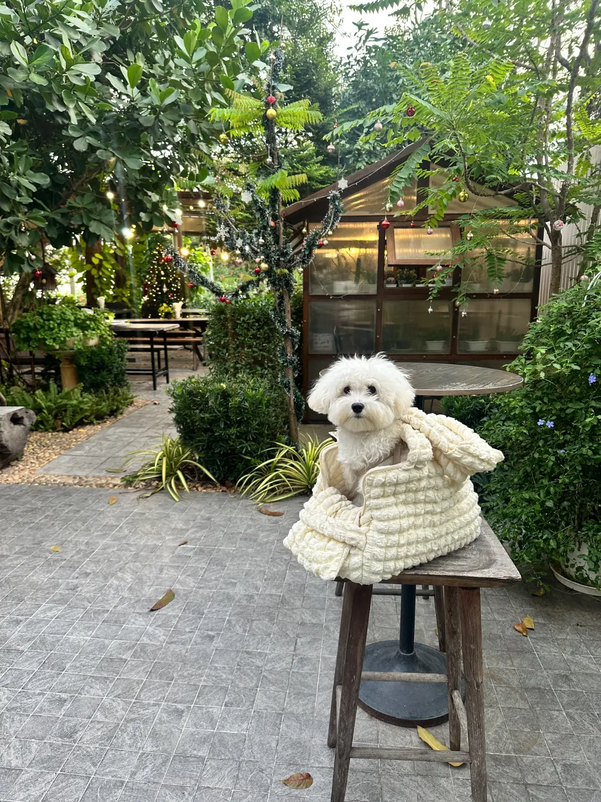 คำรัก Kamrak pets image 2