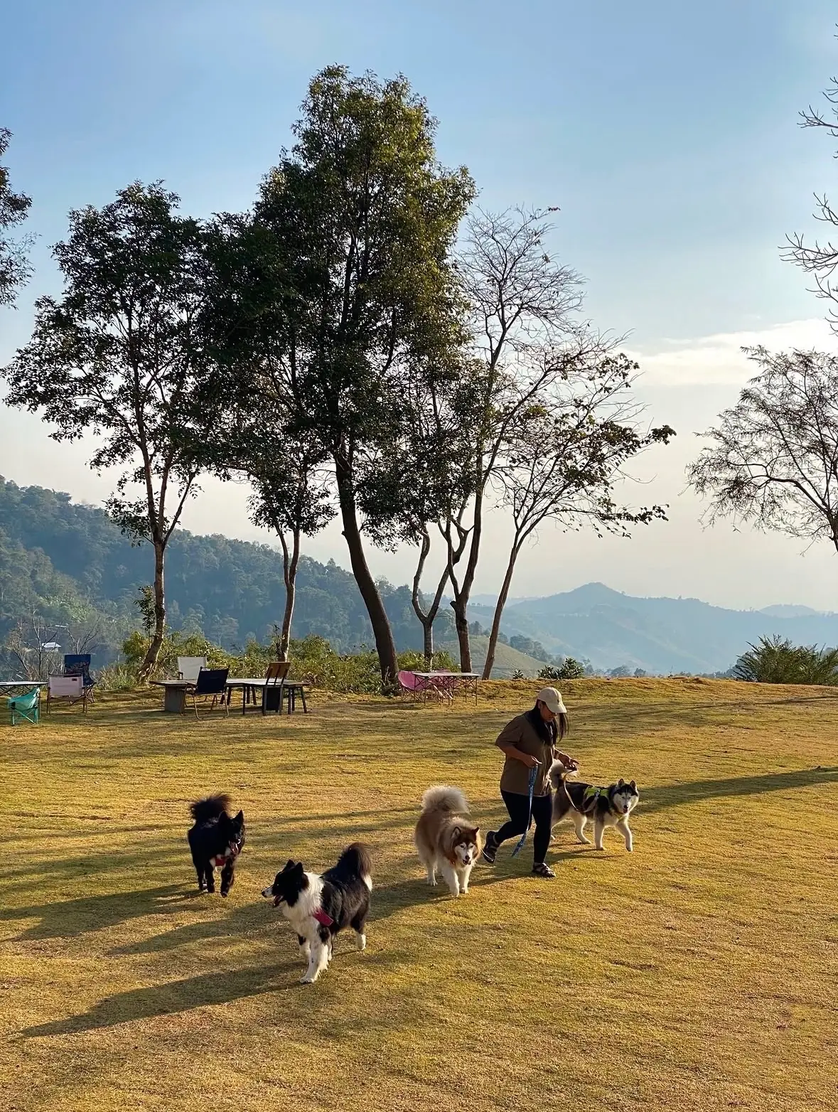 อะบอนโซ พาราไดซ์ pets image 2