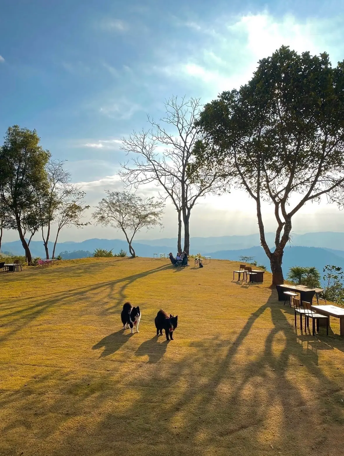 อะบอนโซ พาราไดซ์ pets image 1