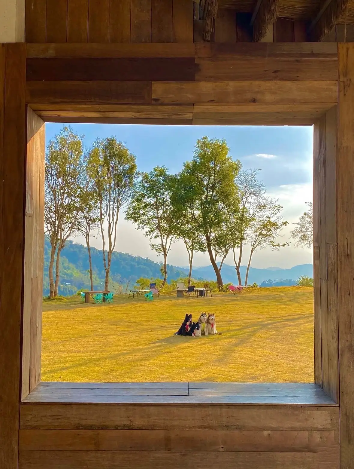 อะบอนโซ พาราไดซ์ pets image 4