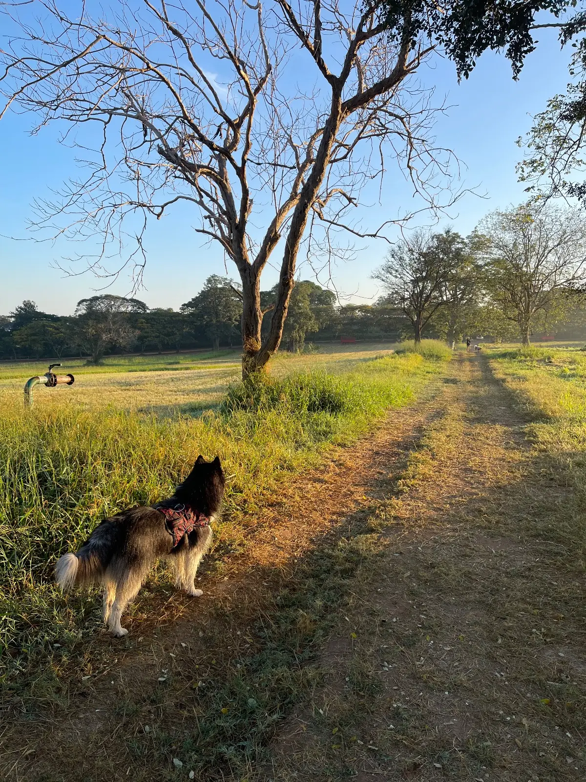ถนนดอกไม้ สายประดู่แดง pets image 1