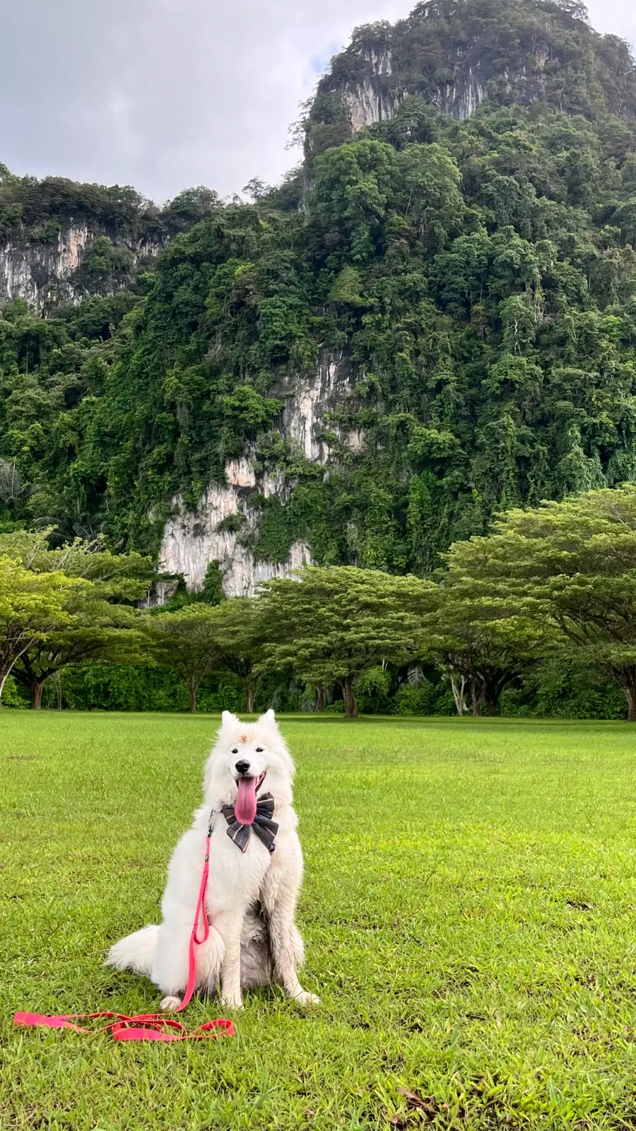 จามจุรีคาเฟ่ - บ่อแสนวิลล่า pets image 2