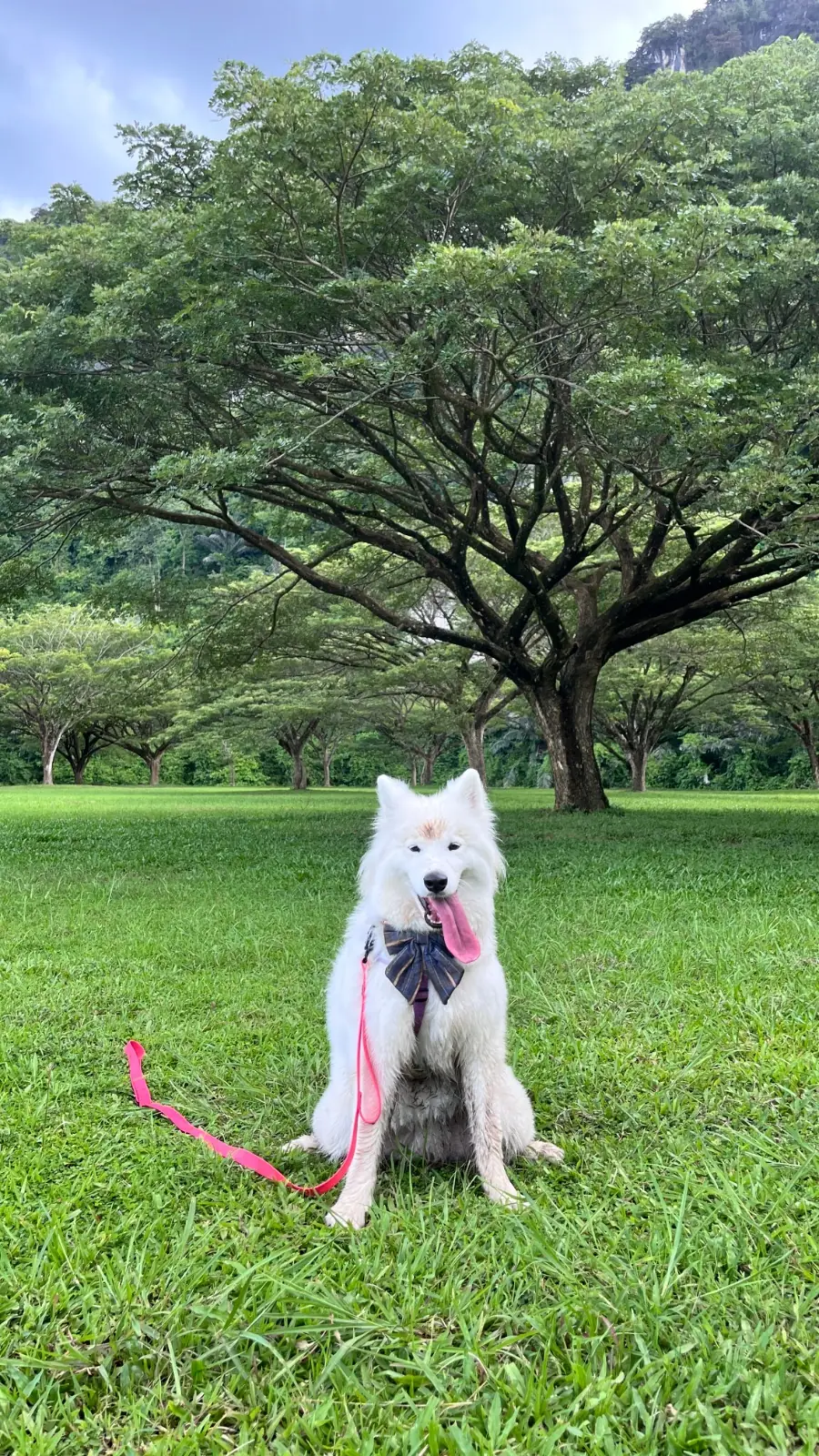 จามจุรีคาเฟ่ - บ่อแสนวิลล่า pets image 3