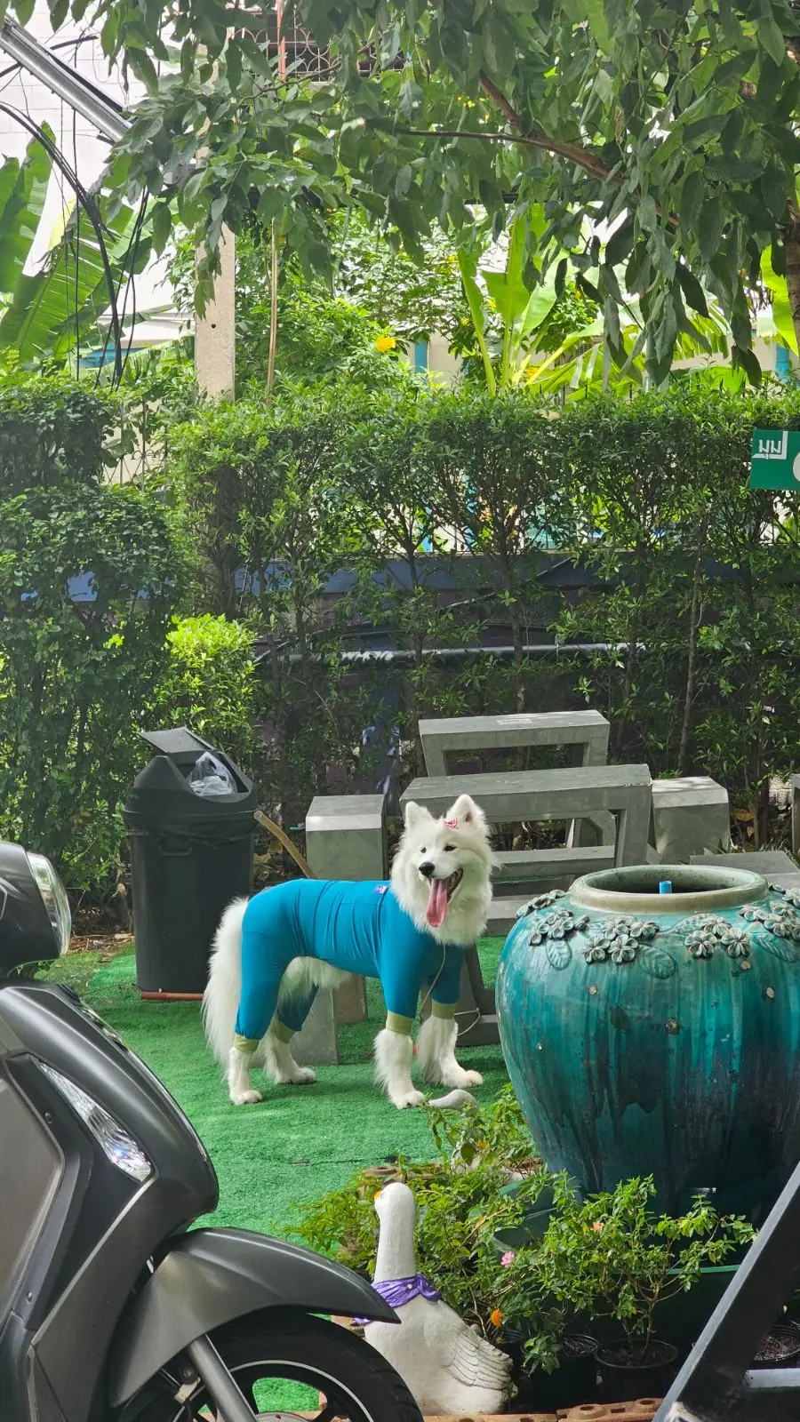 Café Amazon - คณะทันตแพทยมหิดล pets image 1