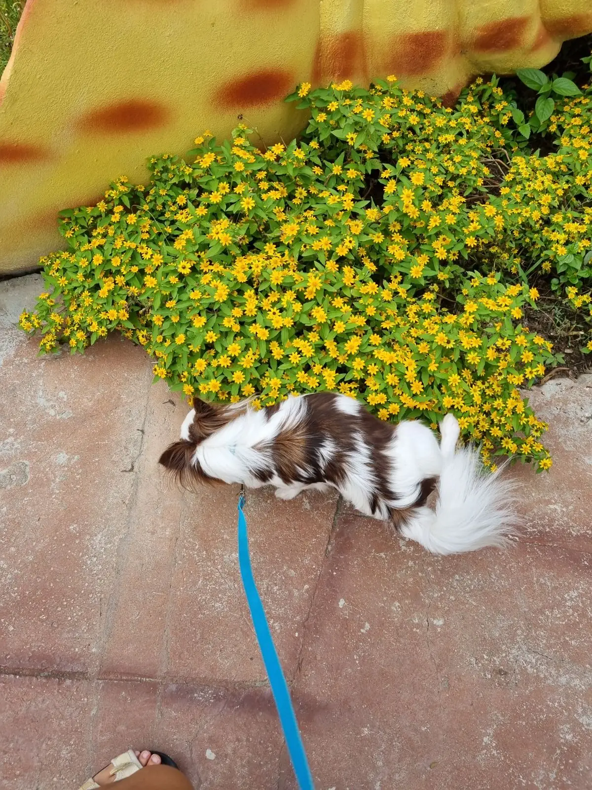 บ้านกัปตันเรือ pets image 1