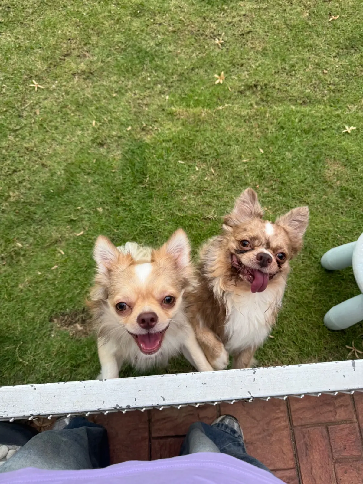 Febry Febru pets image 1