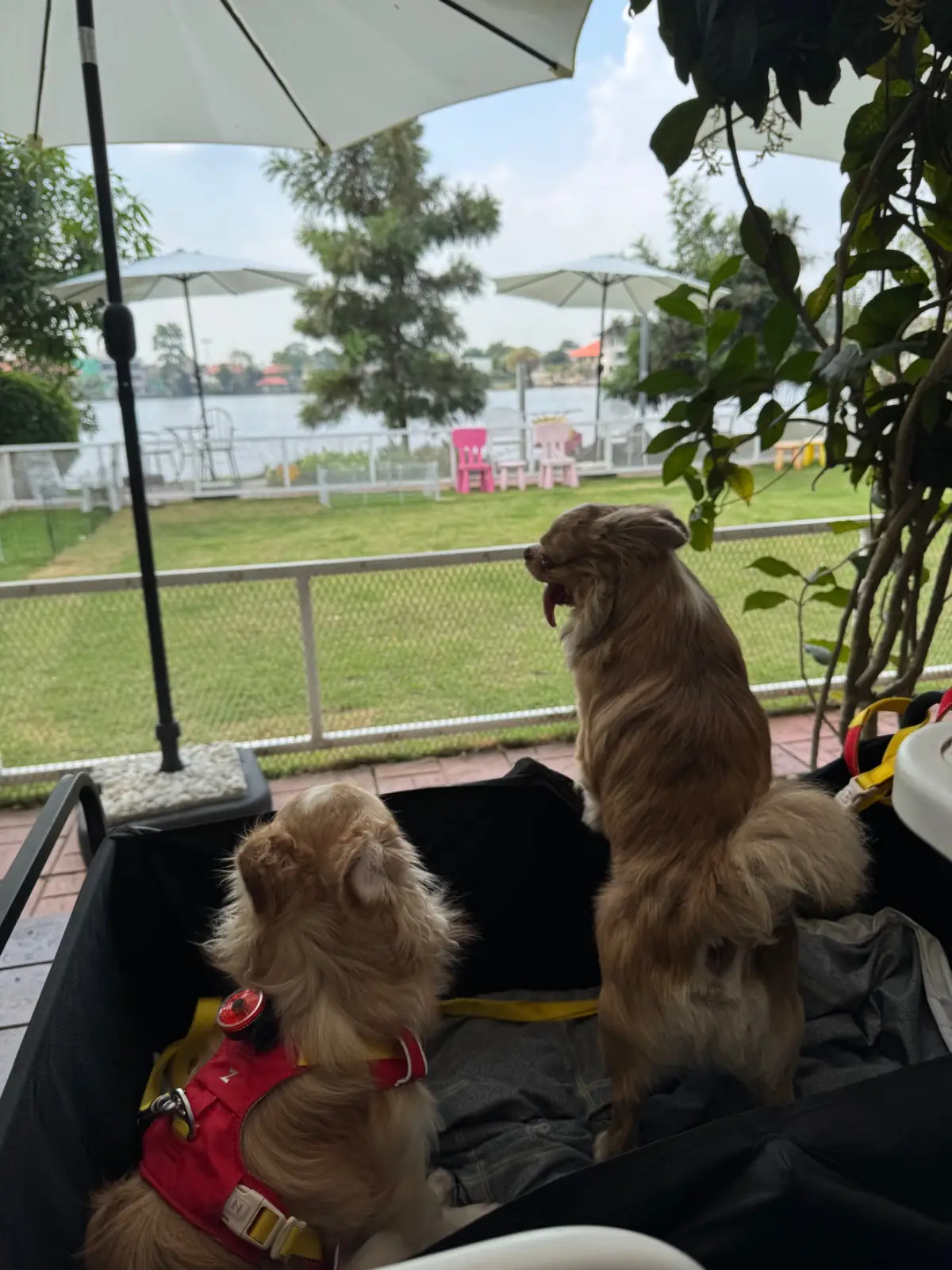 Febry Febru pets image 2