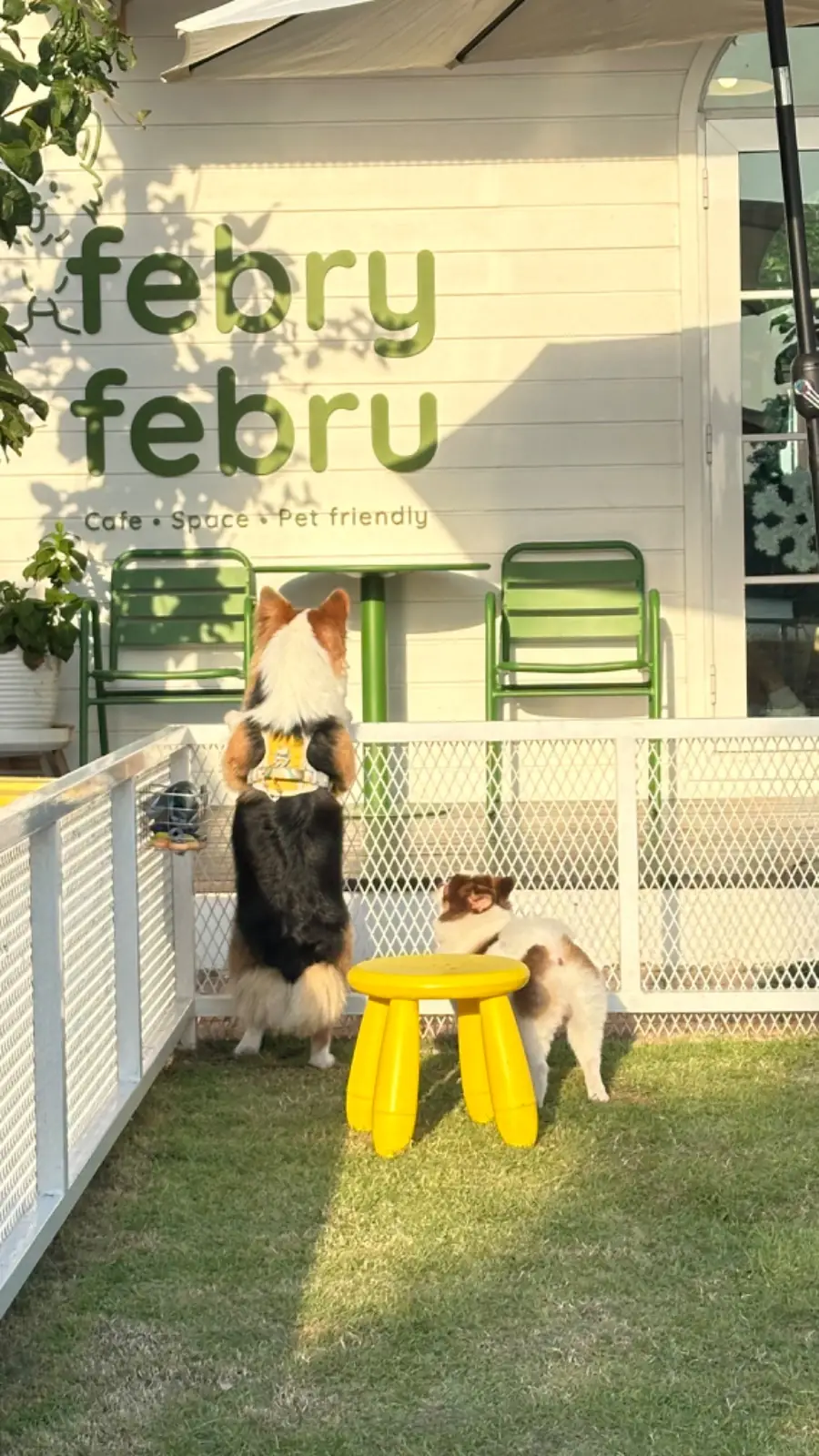 febry febru pets image 1