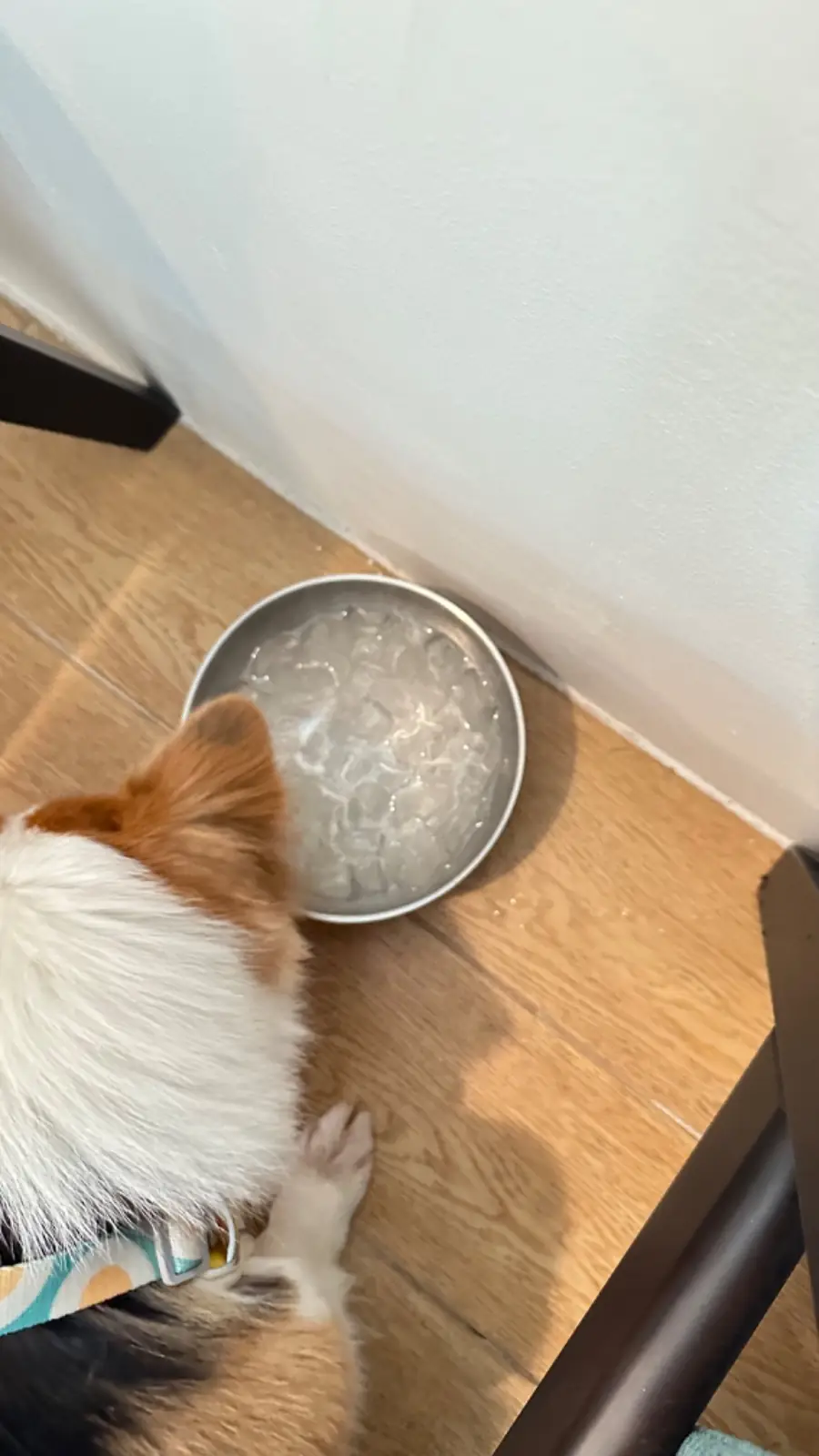 febry febru pets image 2