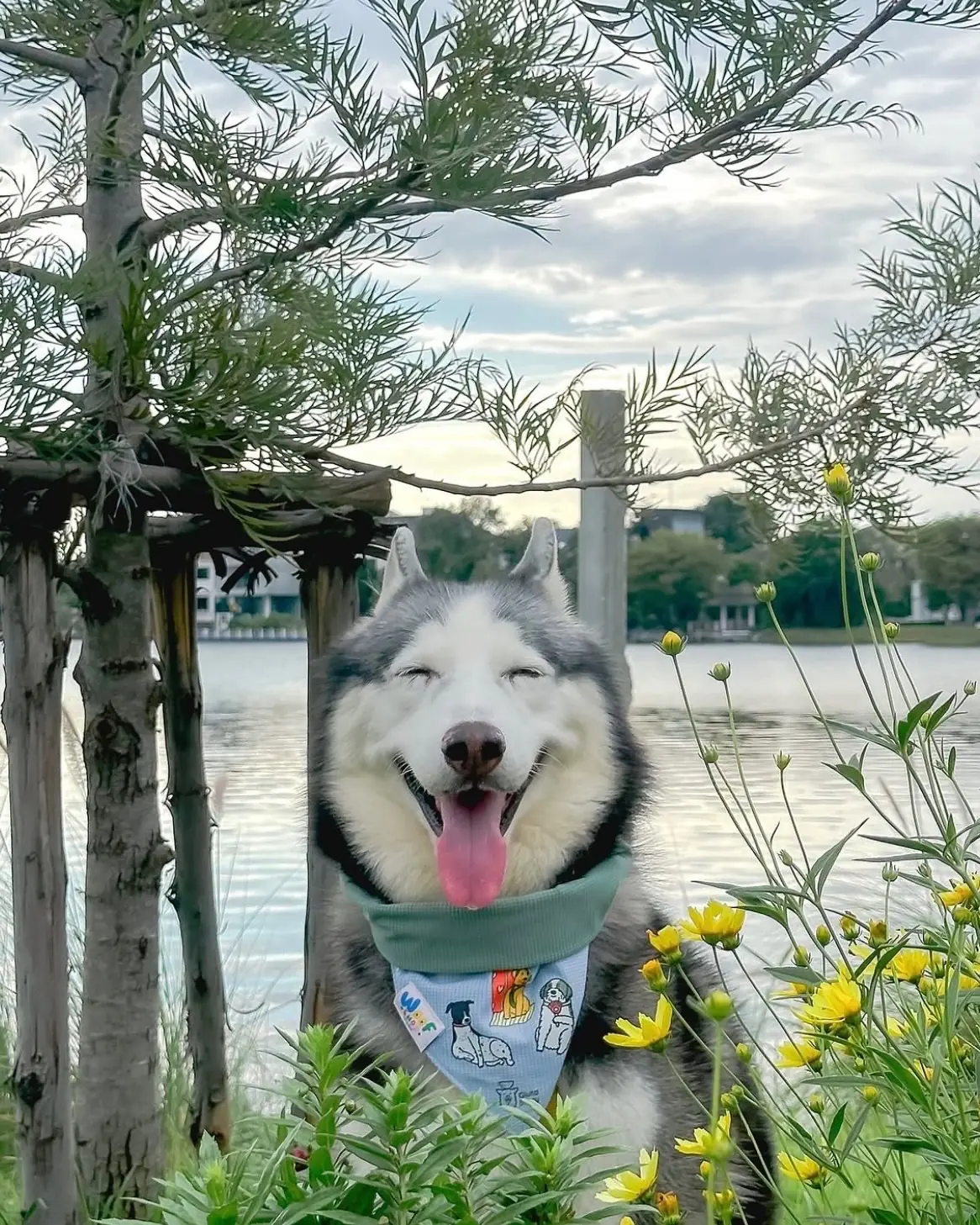 febry febru pets image 5