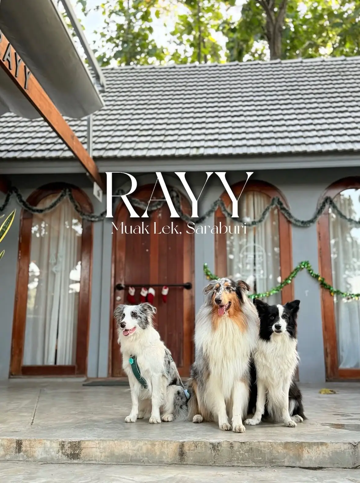 RAYY pets image 1