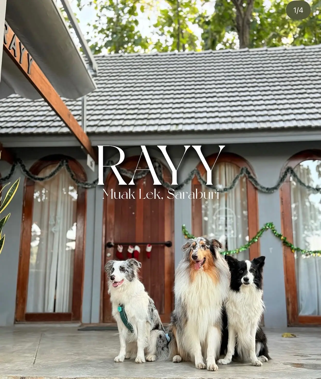 RAYY pets image 3