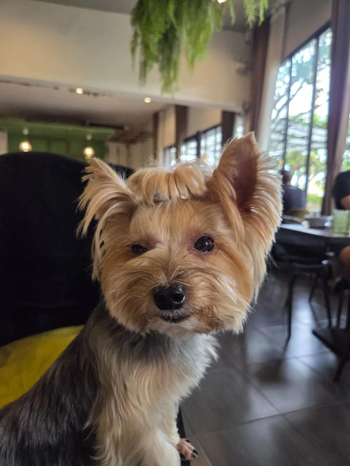 Gimmick Cafe & Restaurant pets image 1