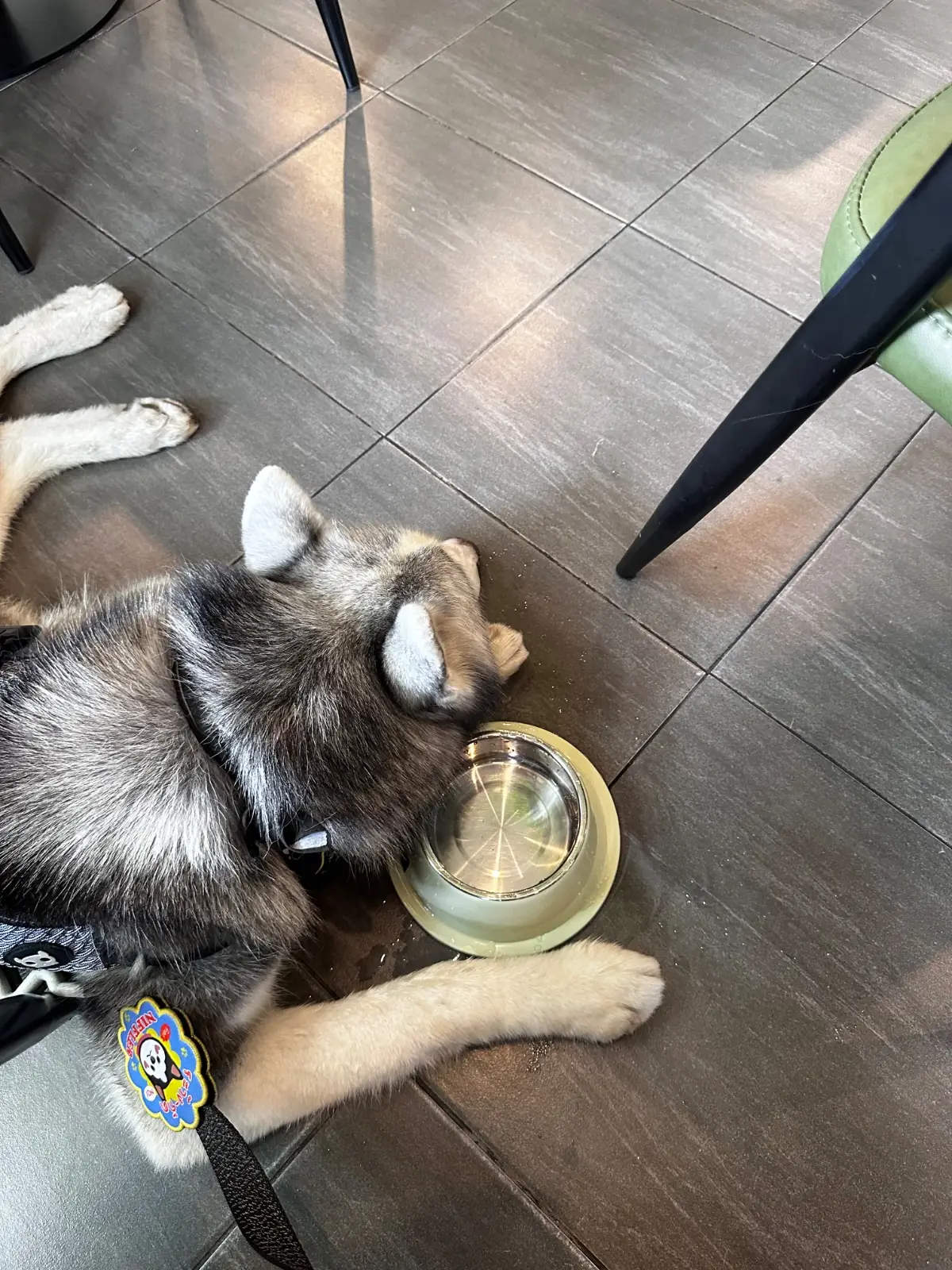Gimmick Cafe pets image 8