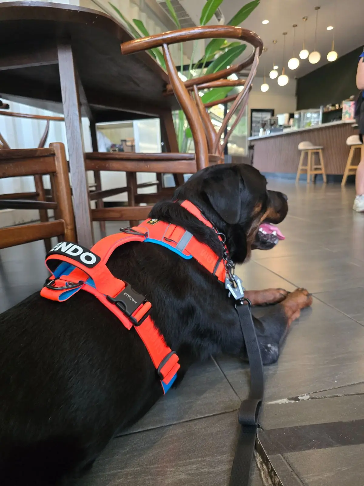 Gimmick Cafe pets image 1