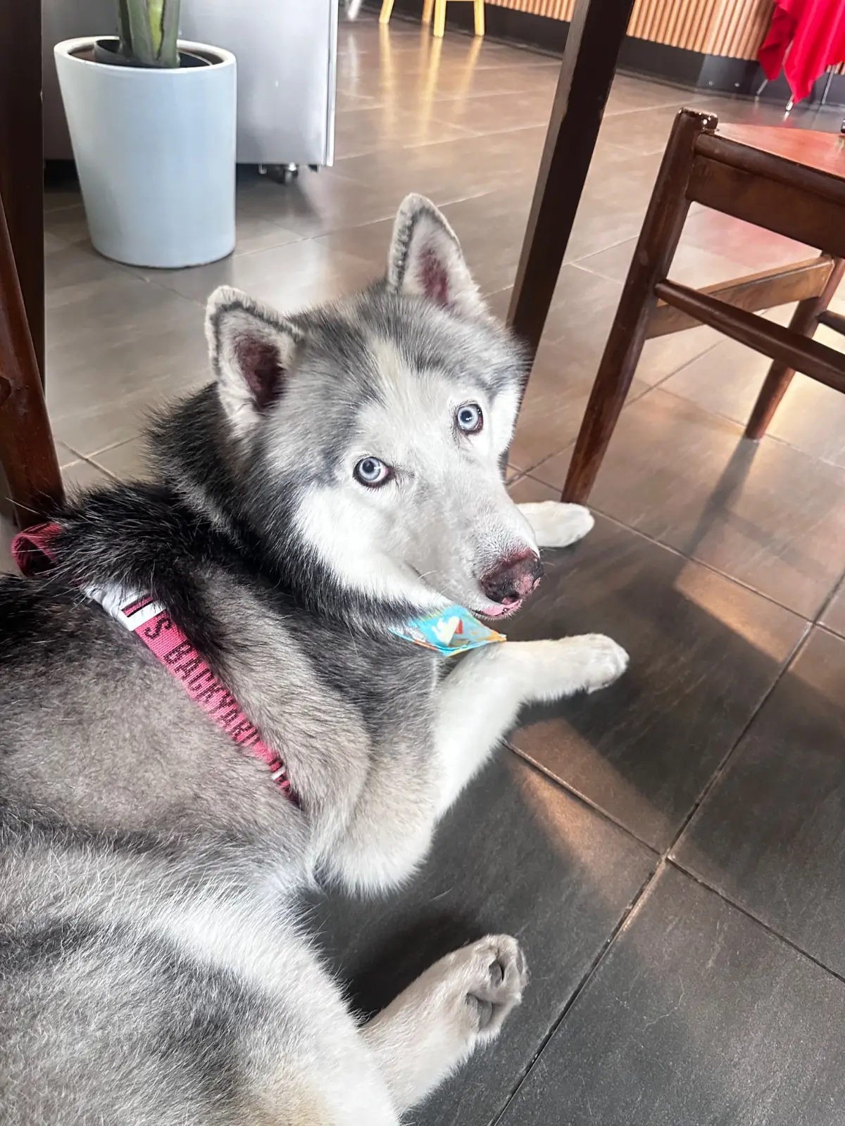 Gimmick Cafe pets image 3