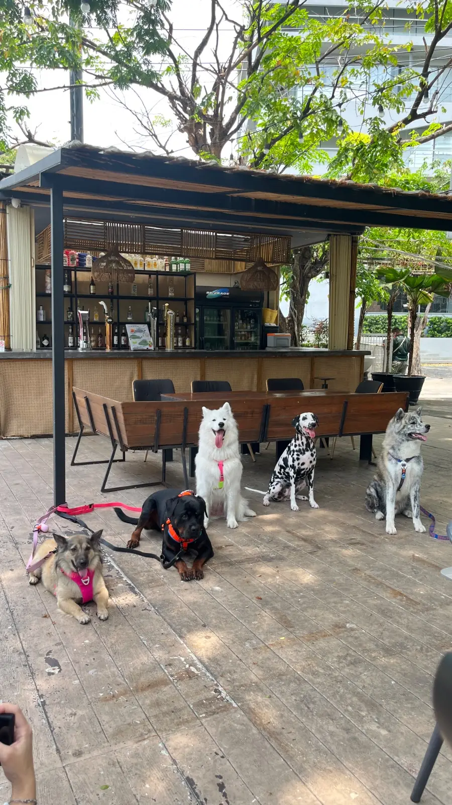 Gimmick Cafe pets image 6