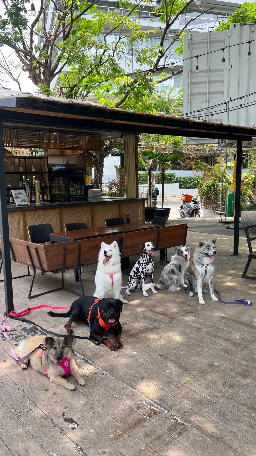 Gimmick Cafe pets image 4