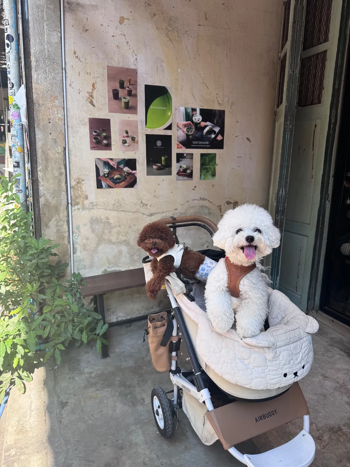 MATCHAMARU - Songwat pets image 1