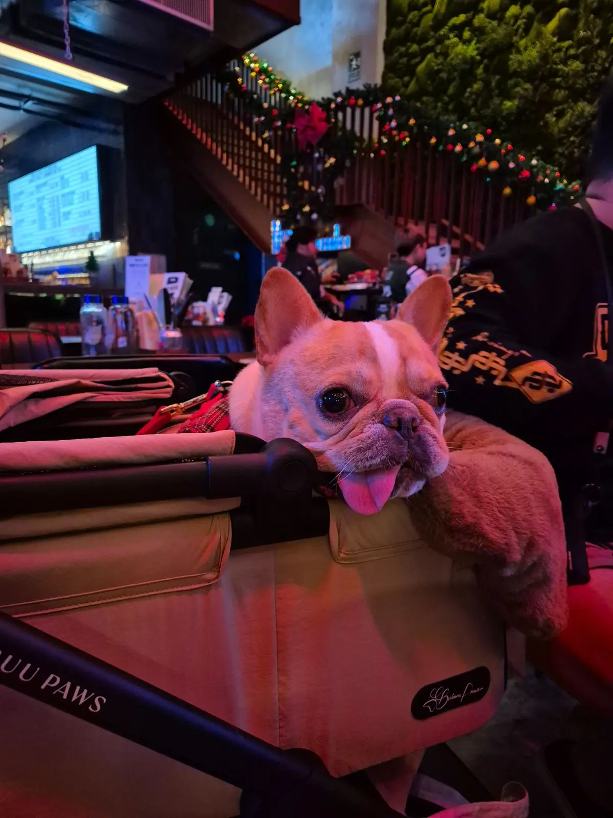 BrewDog pets image 14