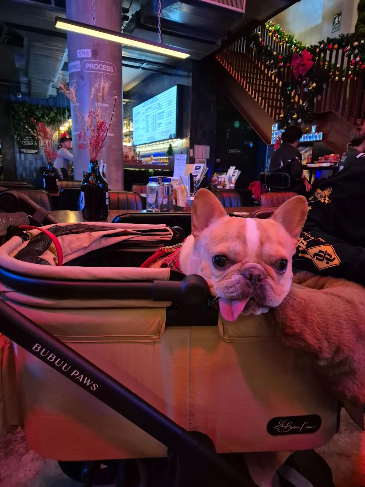 BrewDog pets image 15