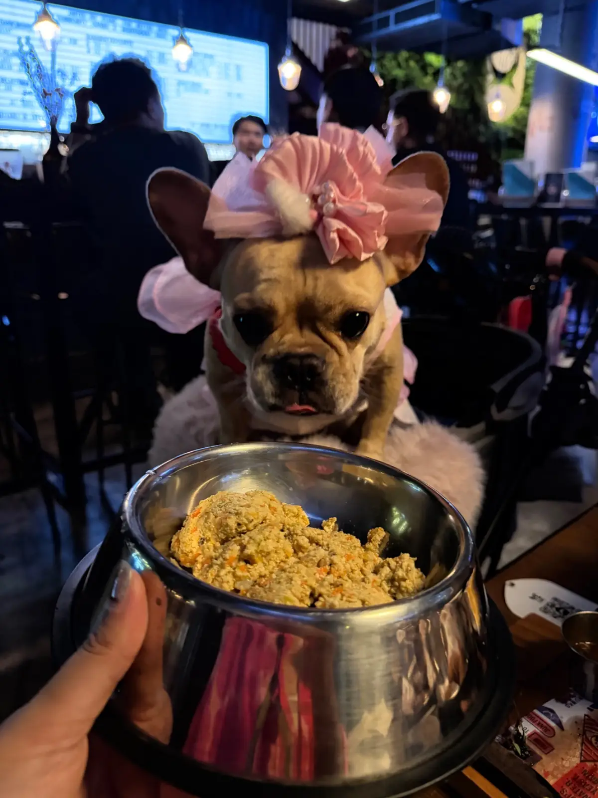 BrewDog pets image 8