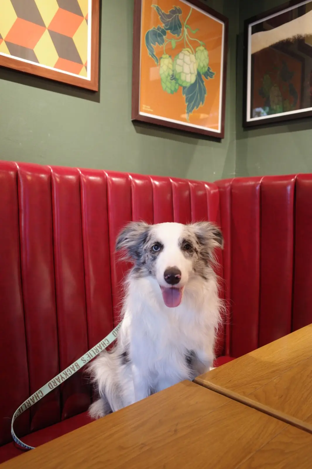 BrewDog pets image 10