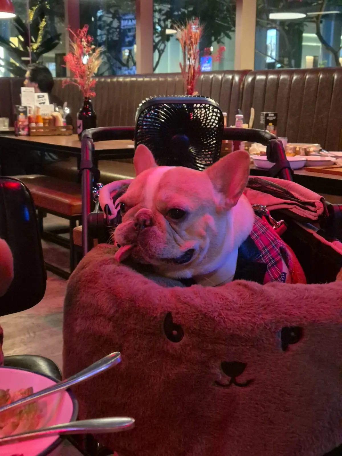 BrewDog pets image 17