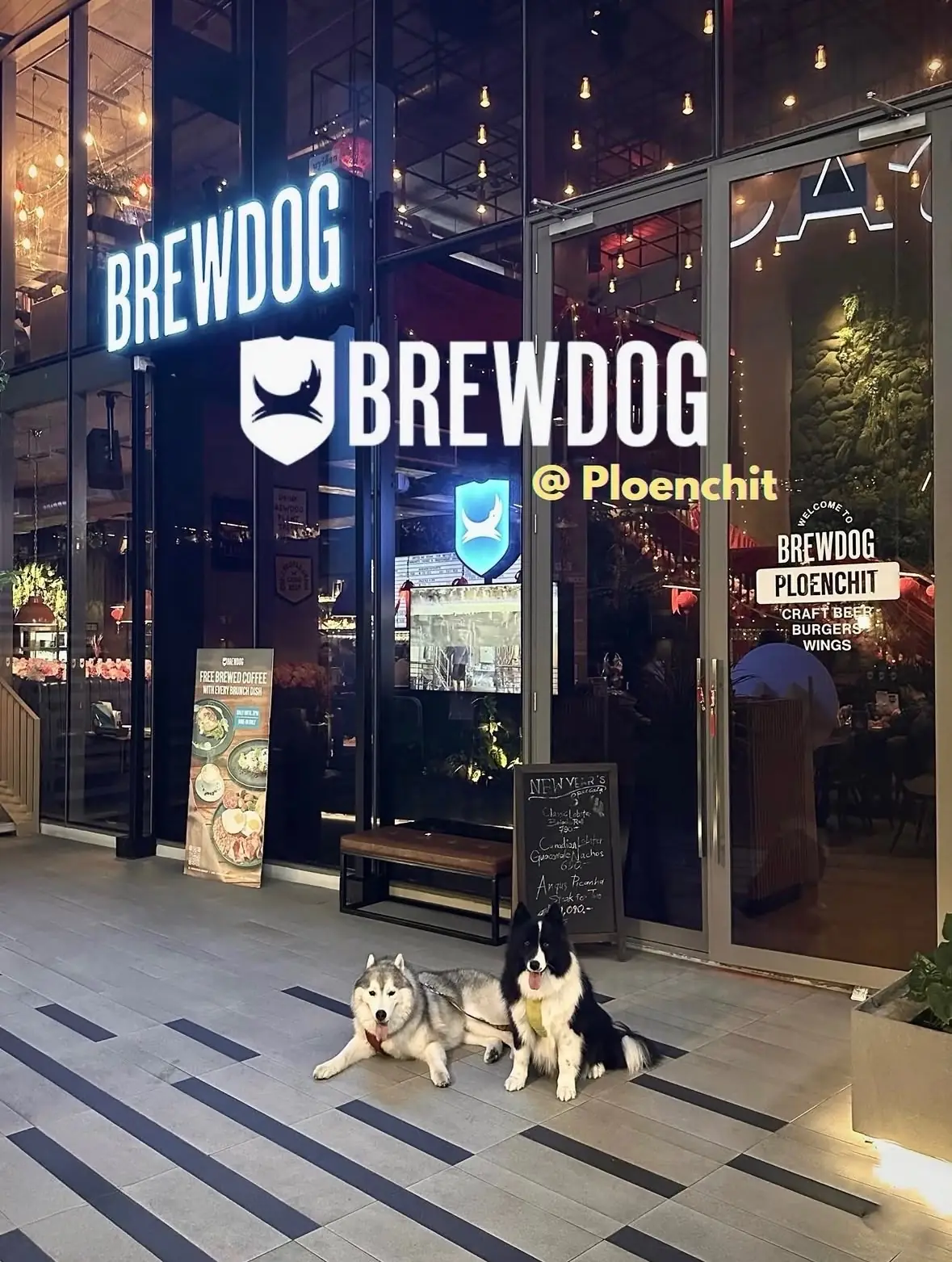 BrewDog pets image 3