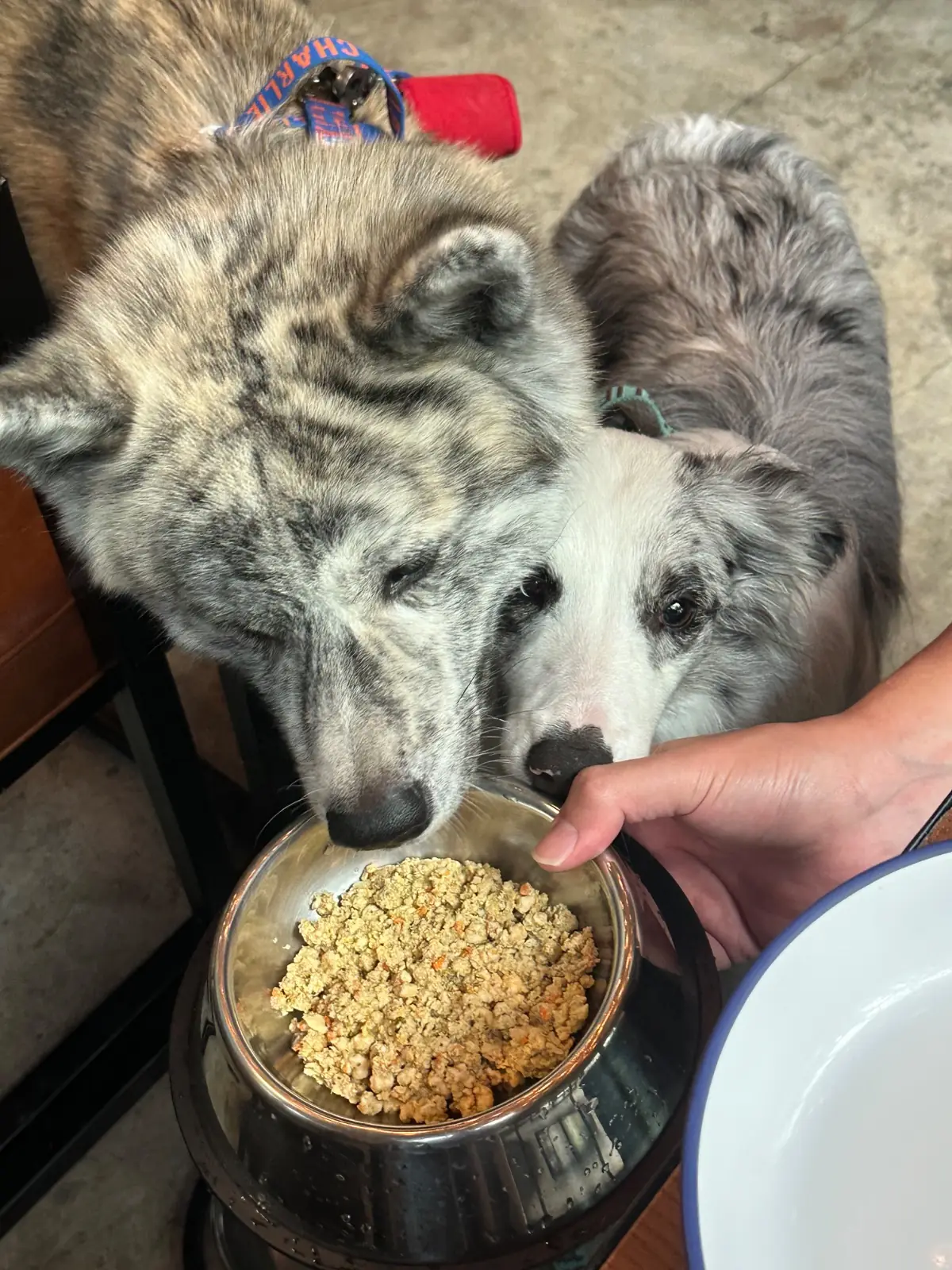 BrewDog pets image 16